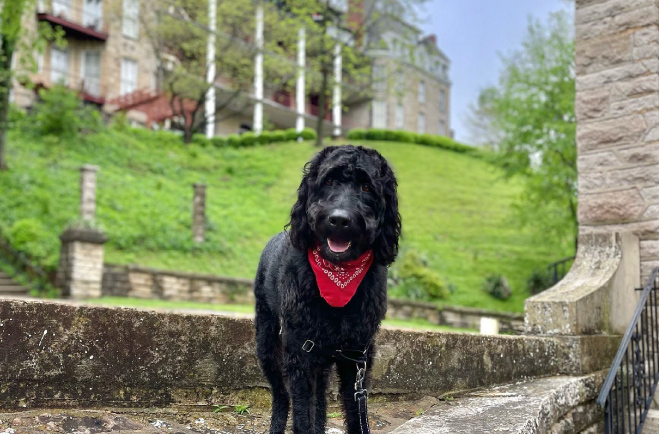 Dog smiling at camera with Crescent Hotel in the background